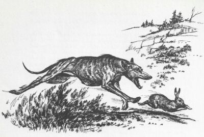 GREYHOUND / WHIPPET - CUSTOM MATTED - Vintage Antique Dog Art Print - 1964