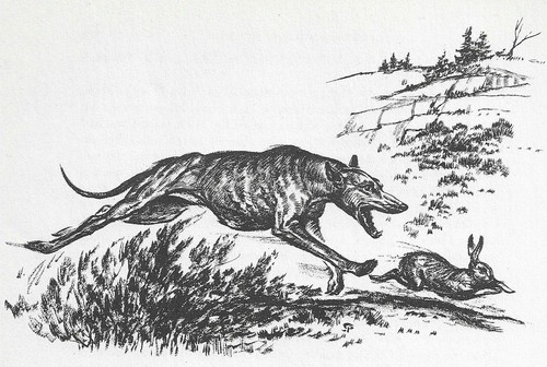 GREYHOUND / WHIPPET - CUSTOM MATTED - Vintage Antique Dog Art Print - 1964