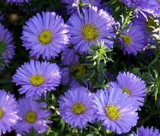 ERIGERON MACRANTHUS Erigeron Speciosus - 500 Bulk Seeds