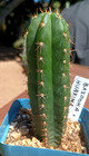 Echinopsis 'Bazooka-x-HuaximaTPM' 5" Fat Notchy Premium Hybrid Yearling Cactus — photo 3