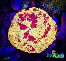 BEC Jaw Breaker Mushroom Shroom WYSIWYG Live Coral Frag Soft Rare