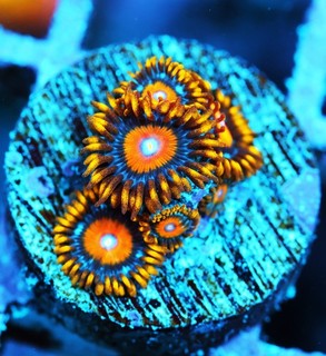 Super Saiyan Zoa Frag Zoanthids Zoa Paly SPS LPS Corals WYSIWYG