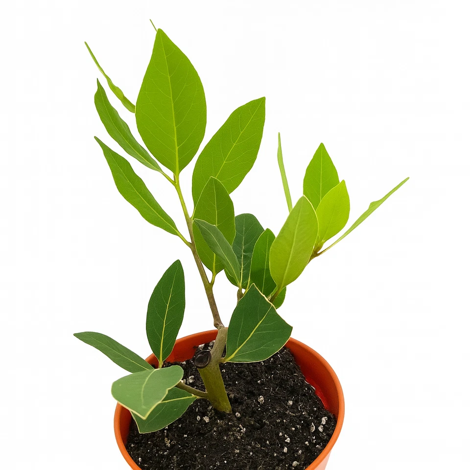 Laurus nobilis — «Лавровый лист» — лавровый лавр или сладкий залив, 5 галлонов готов - Изображение 3 из 3