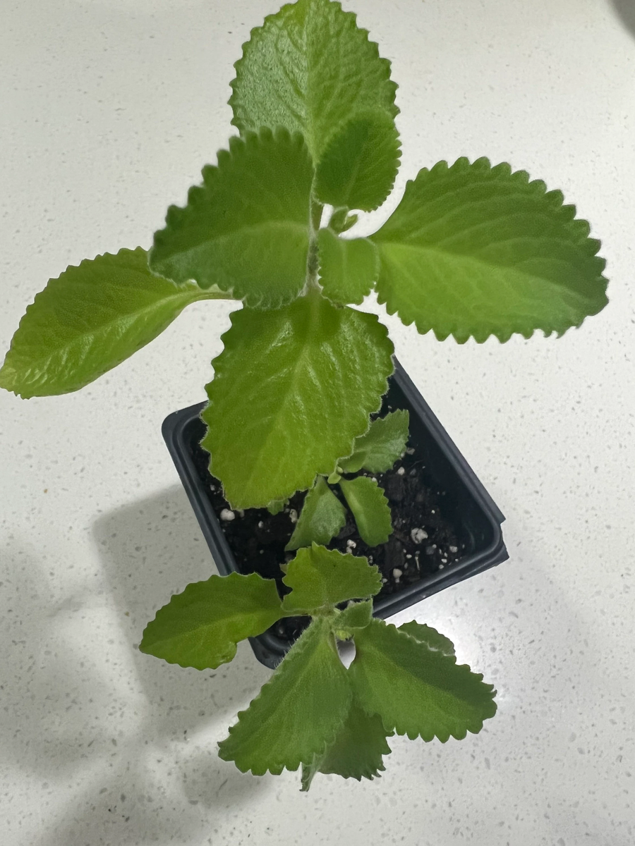 Cuban Oregano~Mexican Mint~Spanish Thyme~Well Rooted plant to Inches