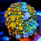 CORALS OF EDEN ~ NON WYSIWYG Coral ~ 24K Electra Firestorm Bounce Mushroom 1.5'' — photo 3