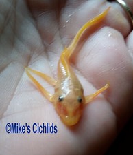 Bristlenose Longfin Lemon Blue-eye Pleco 1.5" QTY 6