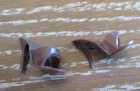 Vintage Barbie Brown Open Toe Shoes Pumps Outfit Completer Sorority Splendor Etc