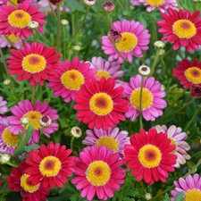 Argyranthemum red plug plants marguerite daisy flowers pot patio bed, pack of 3