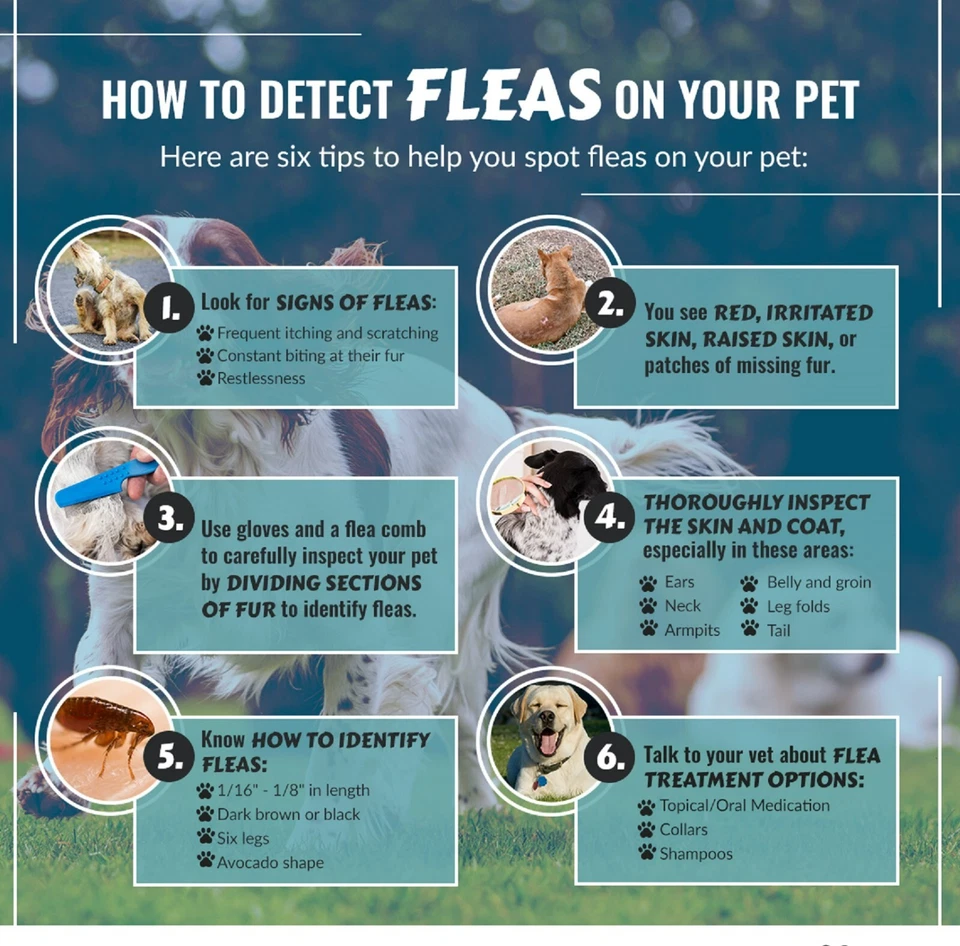 MATAR PULGAS Y GARRAPATAS DE PERROS  Y GATOS - FLEAS & THICKS - HECHO USA - Image 3 of 4