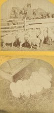 BARNYARD SCENES, PIGLETS, SHEEP AND COWS. STEREOVIEWS, TWO SET.
