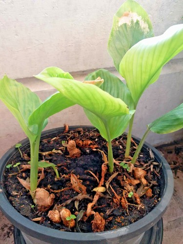BLACK GINGER PLANT,KAEMPFERIA PARVIFLORA Krachai Dam Thai Herb 10 Bulbs - Picture 3 of 4