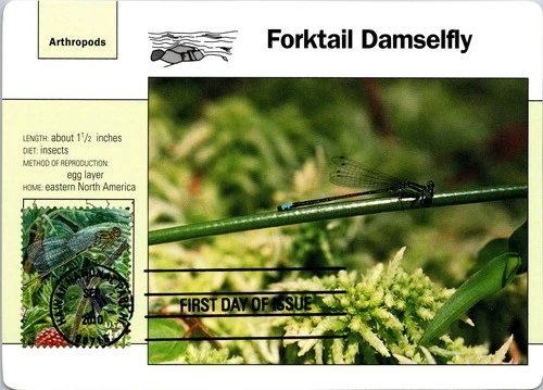 Dr Jim Stamps Maximum Card Forktail Damselfly Koele Mountain 44C Fdc