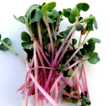 Triton Purple Radish MICROGREEN Seeds | Non-GMO | Heirloom | Seeds for Sprouting