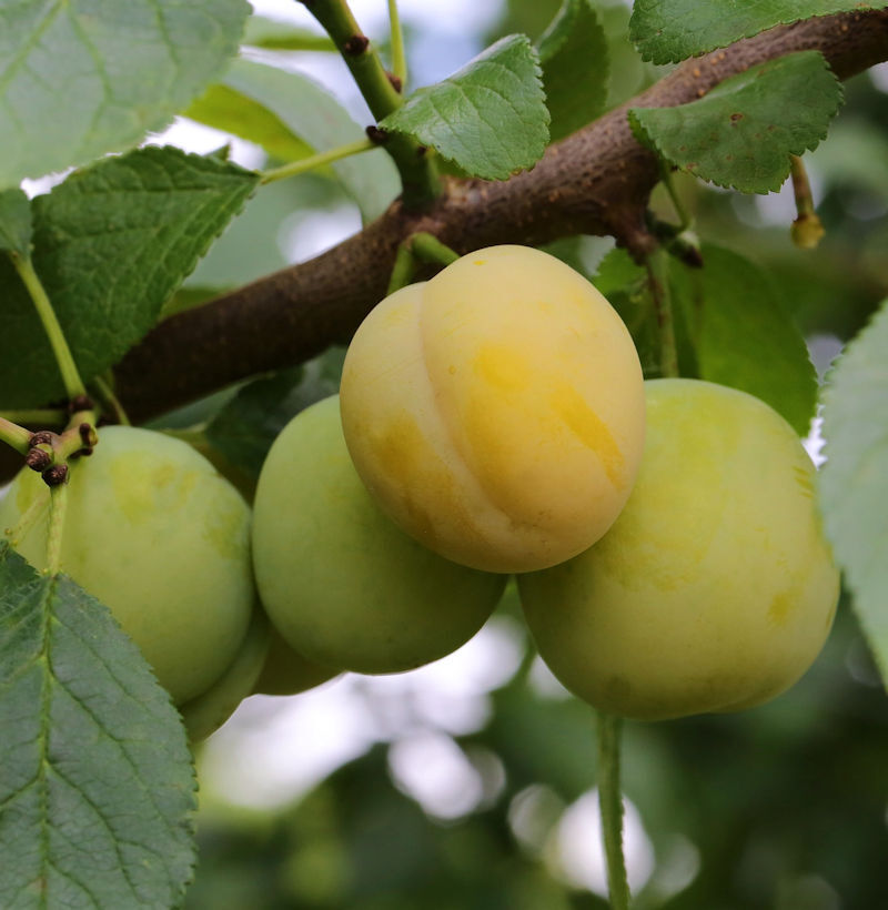 Ciruela dorada Japón 60-80 cm - ciruela doméstica