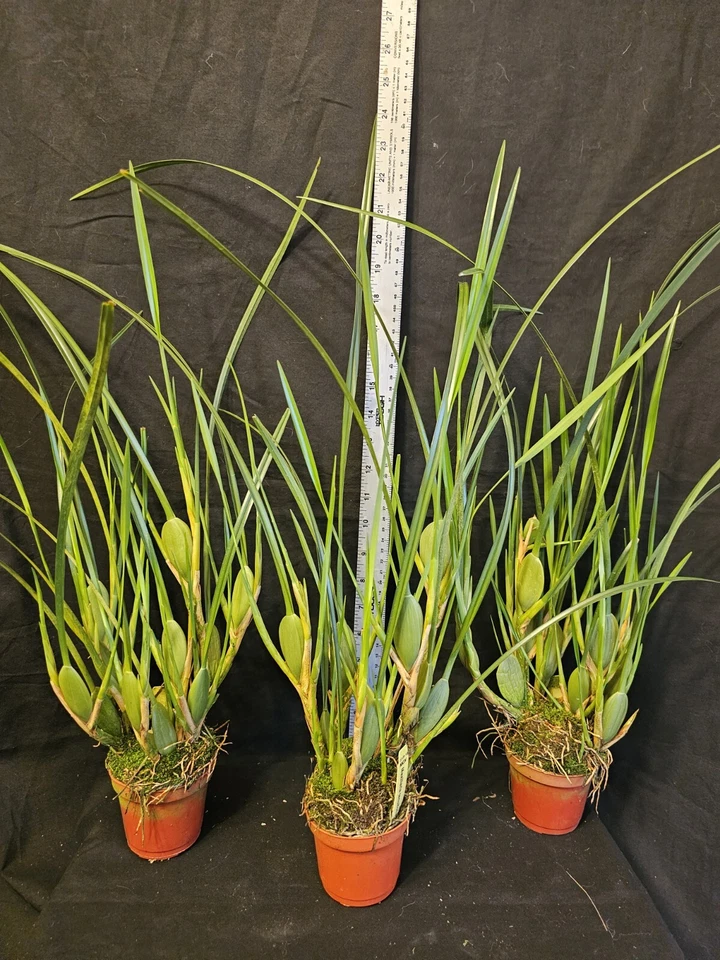 Maxillaria tenuifolia. La orquídea del coco. Especie de orquídea de gran tamaño de floración Foto 2 de 4