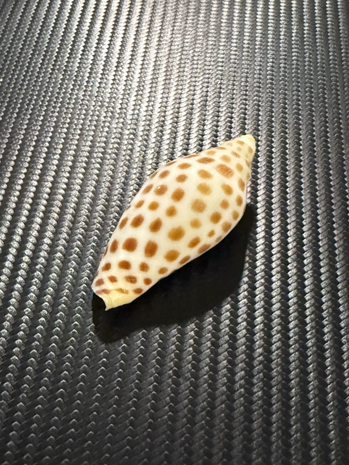 BEAUTIFUL JUNONIA SHELL 2.75 Inches. 69mm RARE | eBay