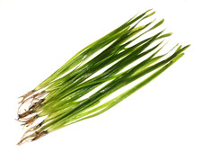 10x Vallisneria Spiralis