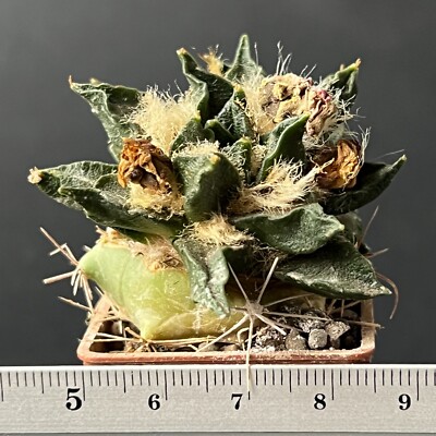 19-312. Cactus... scapharostrus x trigonus  (Grafted)
