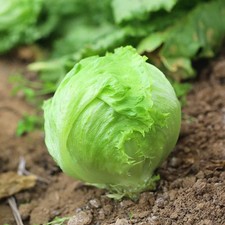 Lettuce Iceberg Seeds Reliable and easy to grow 100+ seeds each pack