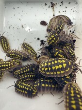 Armadillidium  Gestroi  Yellow Spotted Isopods 10 Count LAG