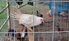 Pumkin Hulsey Chicken 6 Hatching Eggs — photo 8