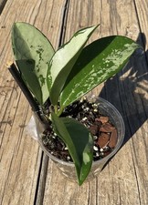 Rare Hoya AH-074 Silver Moon in 3” pot  
