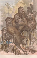 1883 Brehms Thierleben Chromolithograph Macaque Monkey Original Color Plate