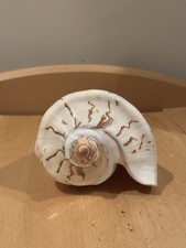 Beautiful Polished Noble Volute Seashell 6”