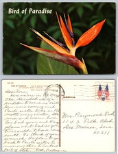 Bird Paradise Flower Postcard