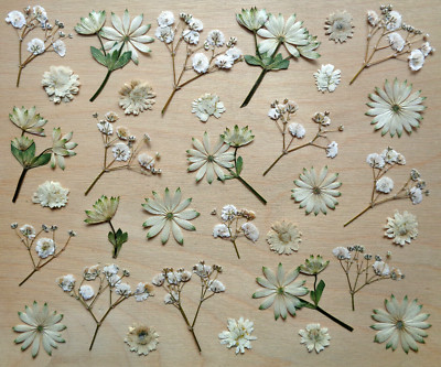 Gepresste Getrocknete Blüten Blumen Mix Creme Weiß DIY Basteln Floristik 30 St