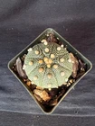 Astrophytum asterias, cactus plant