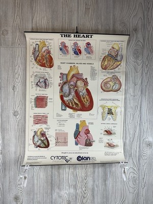 Human Heart Circulatory Syst Diagram Chart Medical Educational Science VTG 1991