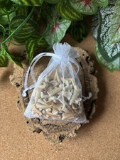 50g Fossil Shark Teeth – Bulk Sharks Teeth– Shark Teeth Fossils from Morocco