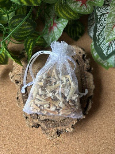 50g Fossil Shark Teeth – Bulk Sharks Teeth– Shark Teeth Fossils from Morocco