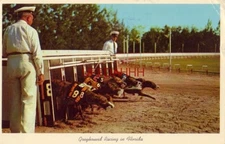 1966 GREYHOUND RACING, AN EXCITING FLORIDA ATTRACTION, breaking the starting box