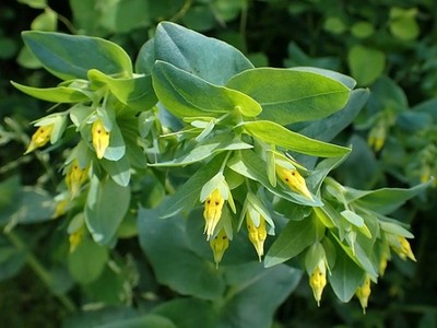 KLEINE WACHSBLUME - CERINTHE MINOR 20+ SAMEN E 456