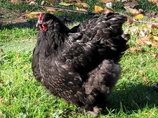 Dozen Lf /giant Cochin Hatching eggs