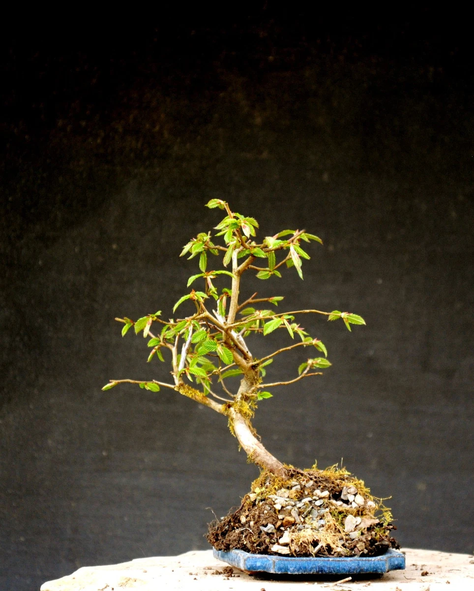 Bonsai Buche online kaufen | eBay