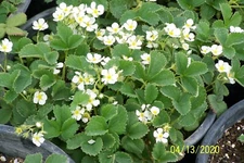 10 ORGANIC Variety pack STRAWBERRY Plants - 1" bare root - ,everbearing /June -