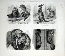 Original Old Antique Print Notes From The Zoo 1874 19th Century