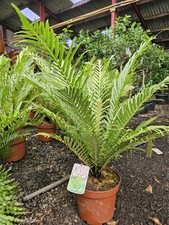 Blechnum Gibbum Silver Lady 5ltr 2.5ft Inc Pot . Pot Grown Fern Premium Quality!