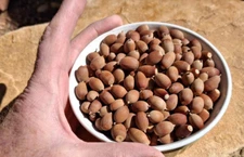 325 Grams Emory Oak Acorns / Bellotas  quercus Emoryi 2025  Hand Picked & Sorted