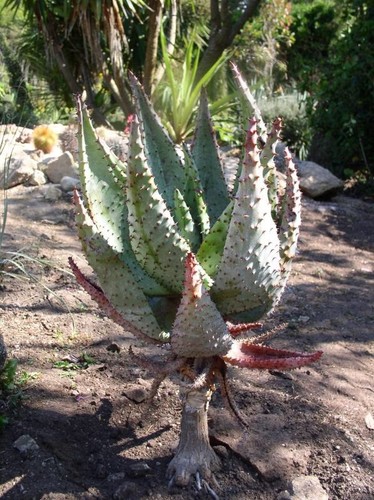 Aloe Marlothii - Aloe Vera de montaña - 10 semillas de plantas suculentas - Imagen 5 de 5