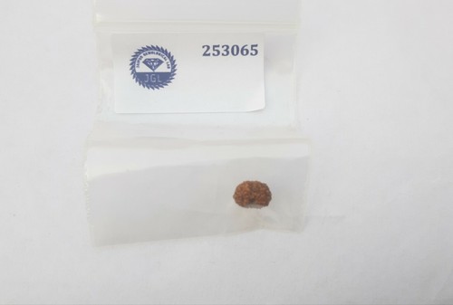 13 Mukhi Rudraksha Thirteen Face Rudraksh Java Bead Lab Certified - Picture 2 of 5