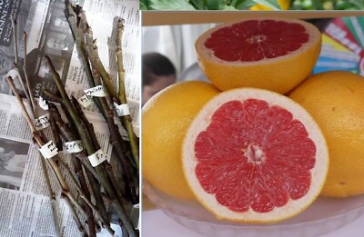 4x scions Cuttings STAR RUBY GRAPEFRUIT, Sunrise GRAFTING Wood Citrus paradisi