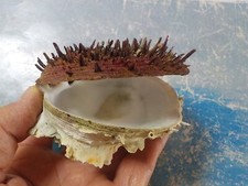 SPONDYLUS GAEDEROPUS SPINOSA SUPERBE ET GRAND 100 mm