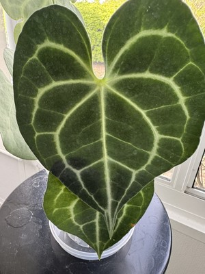 Velvet Anthurium Clarinervium