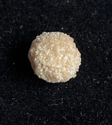 Salenia bourgeoisi, Seeigel, Echinozoa, Cenomanium, Obere Kreide, Dirac, FRA