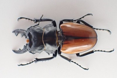 D52983. Insects, Lucanidae: Odontolabis Cuvera sp. Vietnam Central