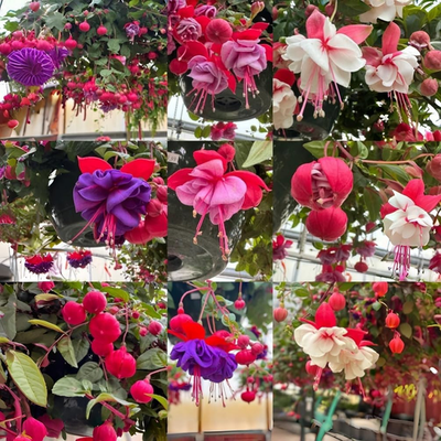 200Pcs Fuchsia Seeds Perennial Hanging Flower, Indoor & Outdoor Bonsai  Plant, Ea | eBay
